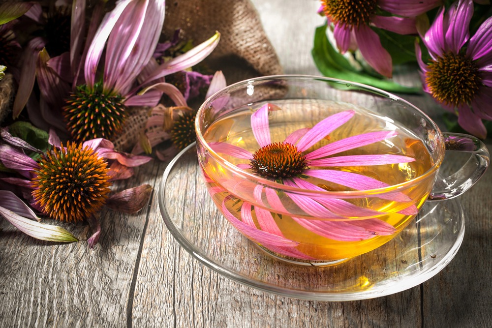 echinacea for cold and flu