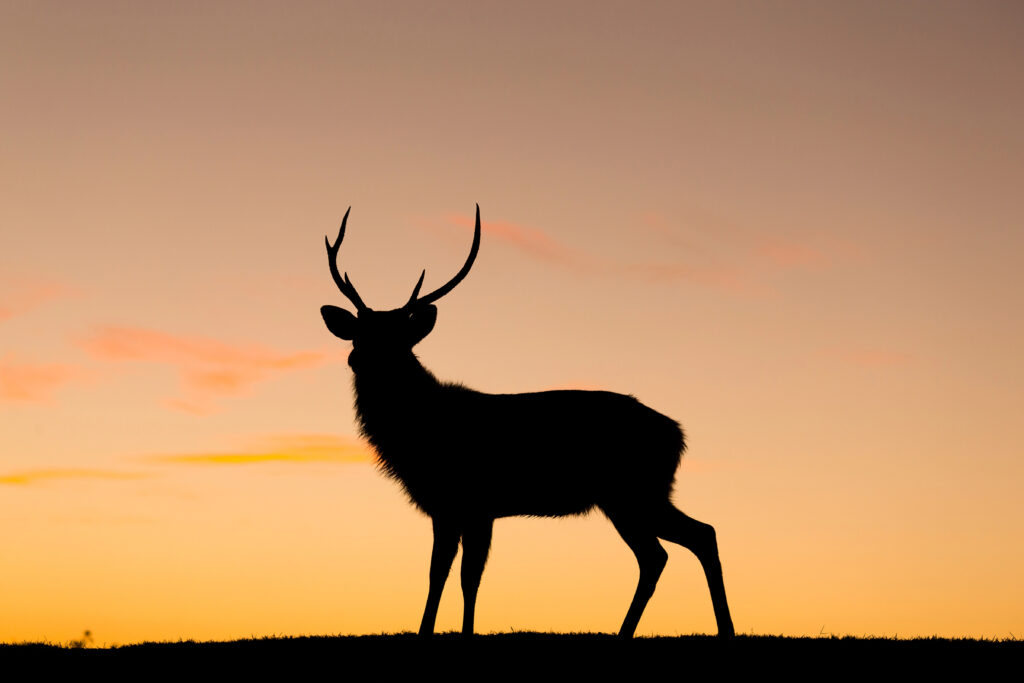 Buck in the sunset