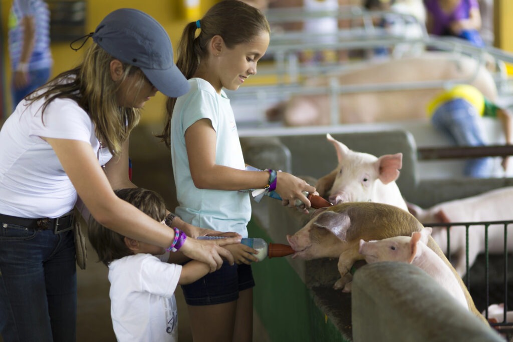 4H competition for seasonal family rituals for August.