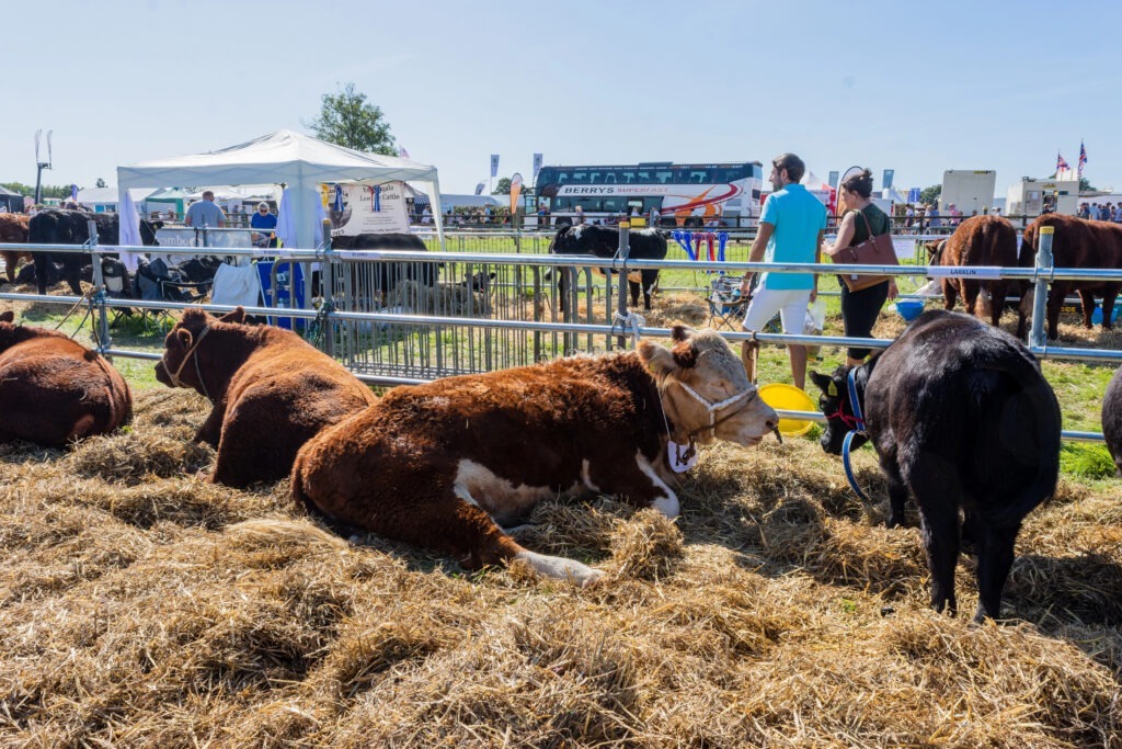 cattle at the county fair