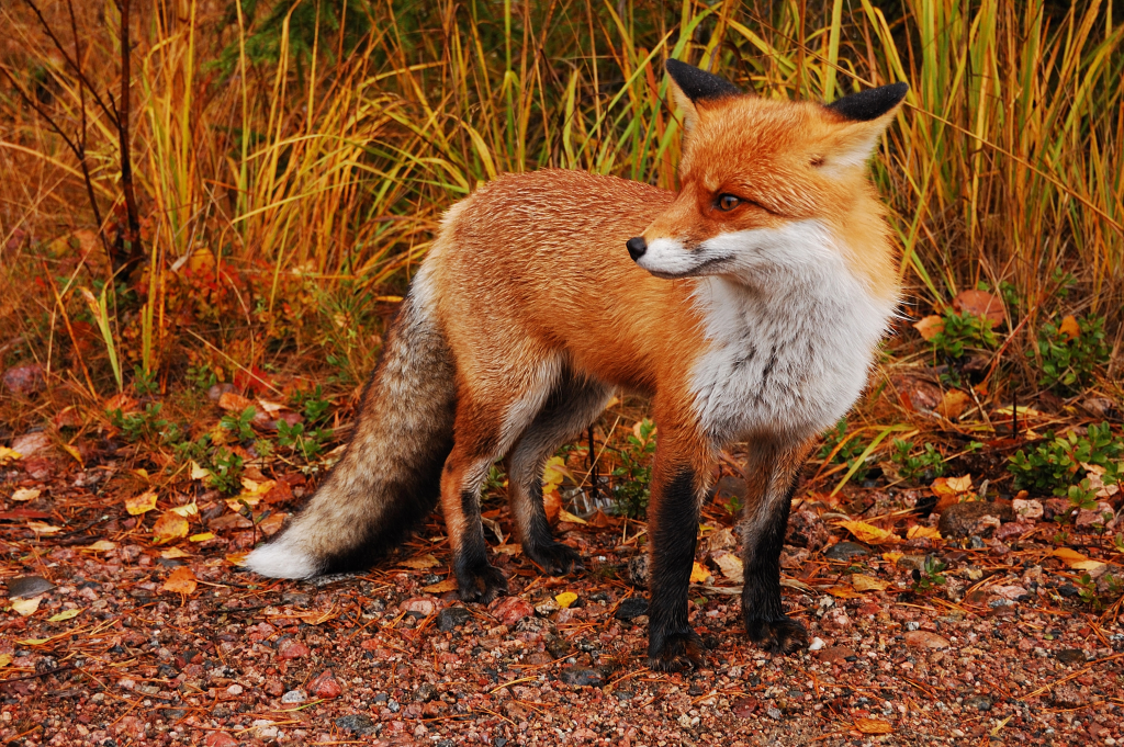 autumn fox symbolism