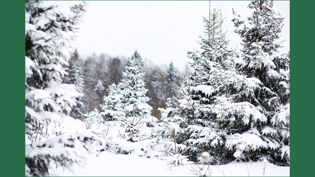 Snow-covered evergreen forest symbolizing resilience, life, and spiritual renewal during winter.