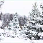 Snow-covered evergreen forest symbolizing resilience, life, and spiritual renewal during winter.