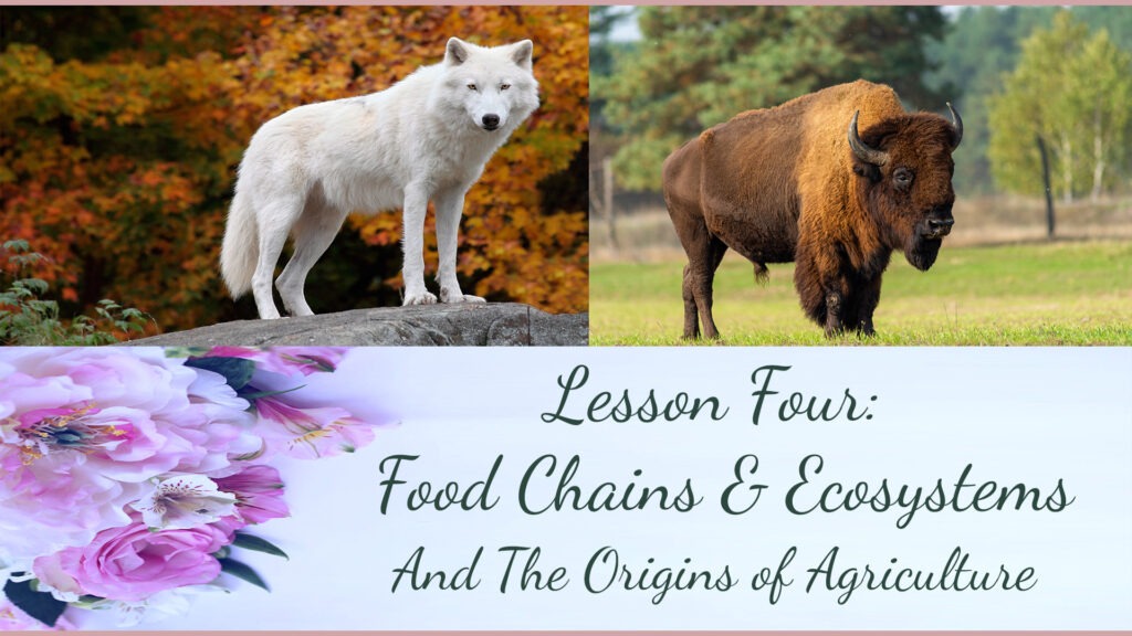 Lesson Four: food chains and ecosystems