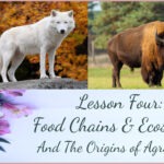 Lesson Four: food chains and ecosystems