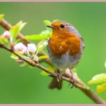 spring flower and bird symbolism