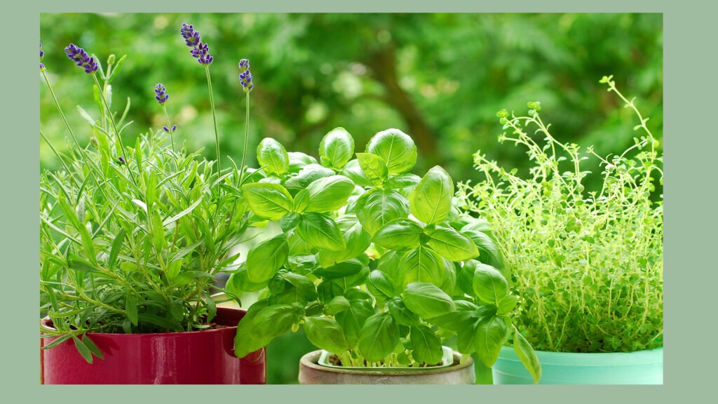 spring herb garden for beginners with basil rosemary thyme growing in containers
