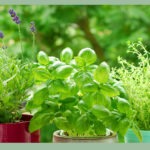 spring herb garden for beginners with basil rosemary thyme growing in containers